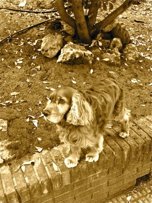 El perro que me enseñó lo que es ser feliz pidiendo muy poco